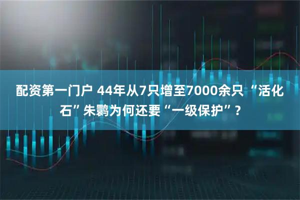 配资第一门户 44年从7只增至7000余只 “活化石”朱鹮为何还要“一级保护”？